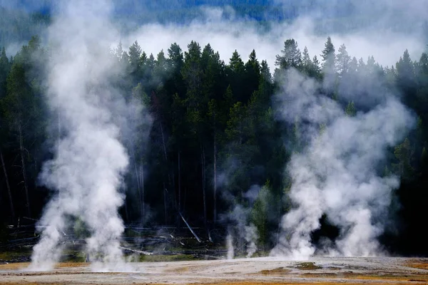 Stoom Stijgt Uit Warmwaterbronnen Geisers Yellowstone National Park Met Dennenbos — Stockfoto