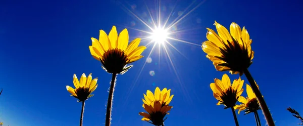 Sommergelbe Blumen Wachsen Der Sonne Entgegen Blauem Himmel Strahlende Sonnenscheinwärme — Stockfoto