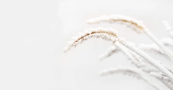 Закрыть Сушеные Растения Покрытые Инеем Белым Фоном — стоковое фото