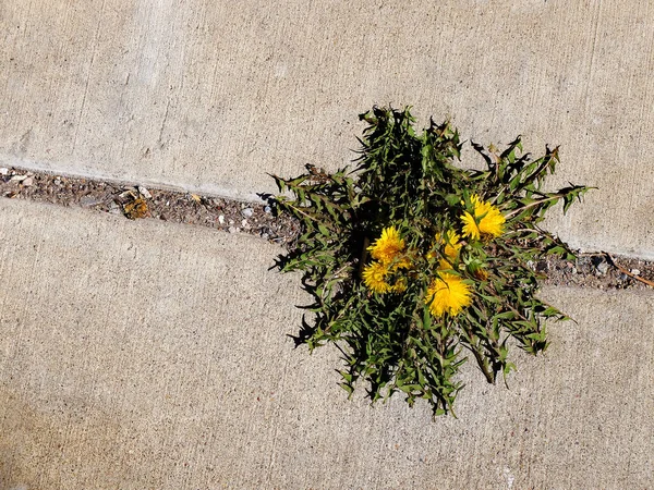 Dandelion Weed Growing Sidewalk Crack Green Yellow — Stock Photo, Image