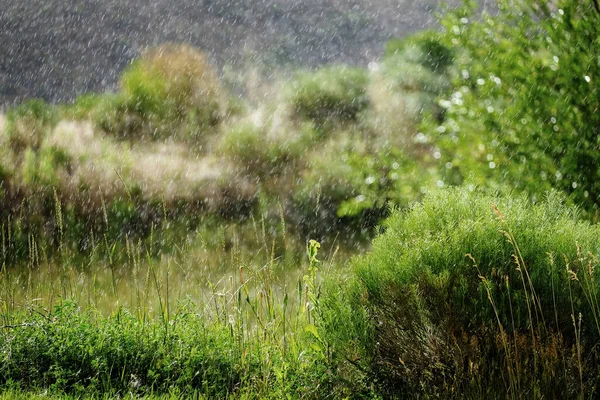 Regn Faller Frodiga Gröna Blad Gröna Växter Säsonger — Stockfoto