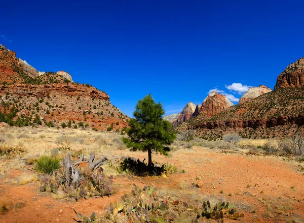 Cliffs Red Rocks Zions National Park Pine Trees Blue Sky — Stock Photo, Image