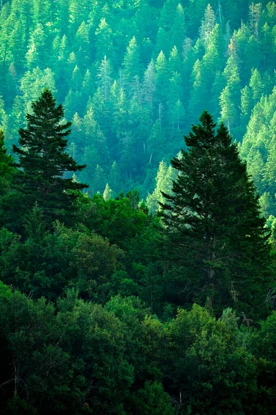 Floresta Pinheiro Montanhas Selvagens Pinheiros Novo Crescimento Verde Vegetação — Fotografia de Stock
