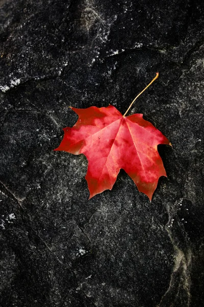 Vallende Esdoorn Blad Ruwe Rots Wildernis Herfst — Stockfoto