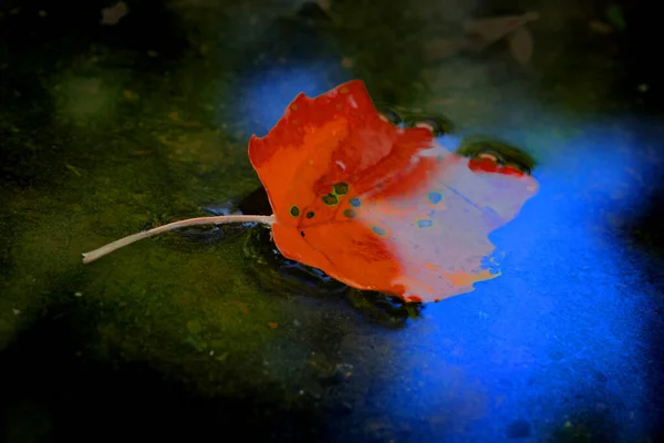 Hoja Otoño Color Dorado Agua Otoño Con Cielo Azul Reflejo — Foto de Stock