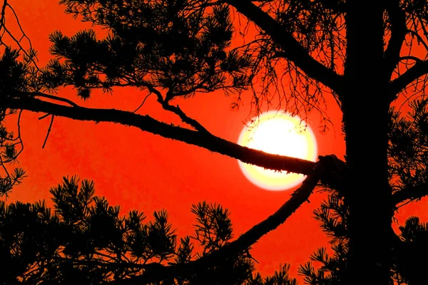 Trees Large Sun Orange Sky Setting — Stock Photo, Image