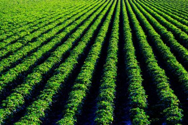 Sıra sıra büyüyen yemyeşil tarlalar.