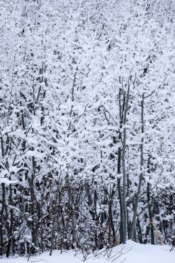 Aspen ağaçları kışın vahşi orman manzarası