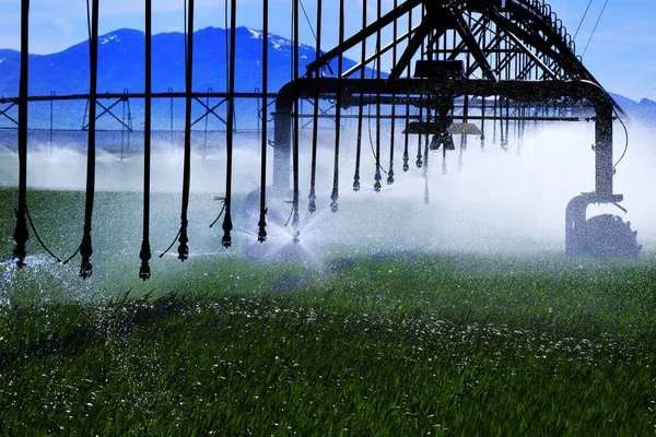 Farming sprinkler irrigation water system in lush green field growing crops