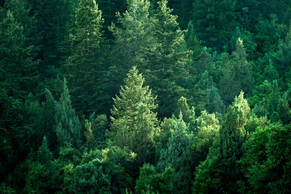 Δάσος Πεύκου Στην Άγρια Φύση Βουνά Πεύκα Νέα Ανάπτυξη Πράσινο — Φωτογραφία Αρχείου