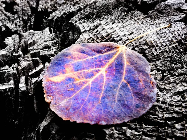 Detalle Hoja Álamo Caída Sobre Tronco Madera Viejo Textura Tronco — Foto de Stock