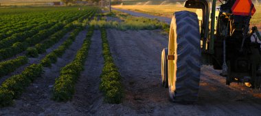 Tarlada yetişen ekinleri ve geç saatlere kadar güneş ışığı olan eski tarım traktörü.