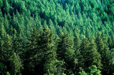 Çam ormanları vahşi doğada dağlar çam ağaçları yeni büyüyen yeşil yeşillikler