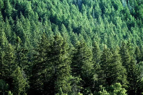 Çam ormanları vahşi doğada dağlar çam ağaçları yeni büyüyen yeşil yeşillikler