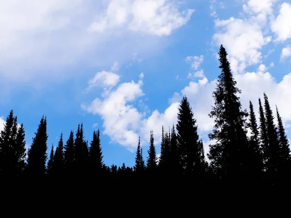 Wald Aus Hohen Kiefern Mit Blauem Himmel Und Wolken Silhouette — Stockfoto