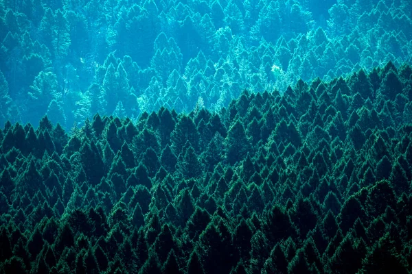 Las Bujne Zielone Drzewa Mountainside Lecie — Zdjęcie stockowe