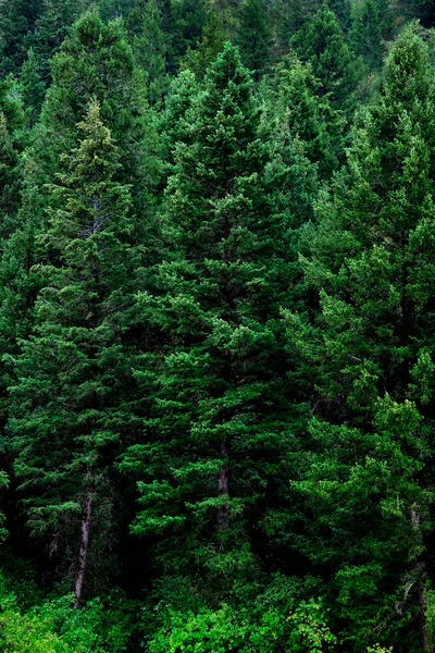 Saftig Grüner Kiefernwald Auf Wildniswachstum Den Bergen — Stockfoto