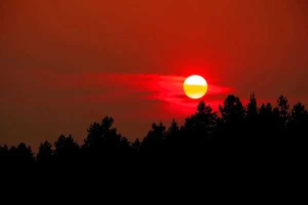 Sonnenuntergang Über Kiefern Der Wildnis Wald Friedliche Natur Silhouette — Stockfoto