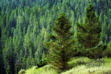Dağ yabanı üzerindeki yemyeşil çam ormanı.
