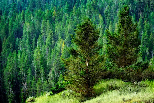 Svěží Zelený Borový Les Horské Divočině — Stock fotografie