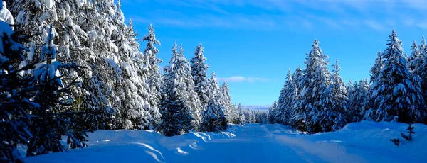 Cena Inverno Pinheiros Floresta Nevada Com Shunshine Céu Azul — Fotografia de Stock