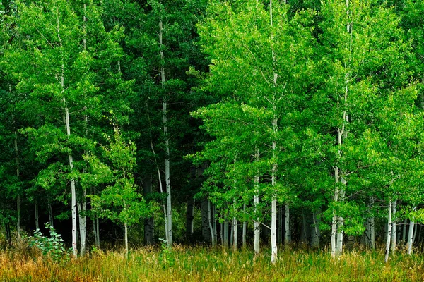 Árboles Aspen Con Troncos Blancos Durante Verano Exuberante Bosque Verde —  Fotos de Stock