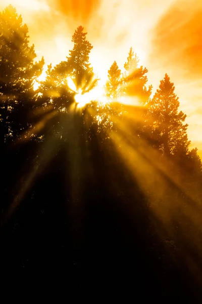 Durch Bäume Filternde Dampfsonnen Vernebeln Sonnenstrahlen — Stockfoto