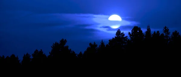 Luna Che Tramonta Sui Pini Nella Foresta Selvaggia Silhouette Della — Foto Stock