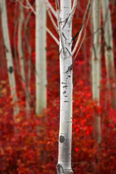 Aspen Árvores Outono Com Cores Outono Exuberante Floresta Bétula Maçãs — Fotografia de Stock