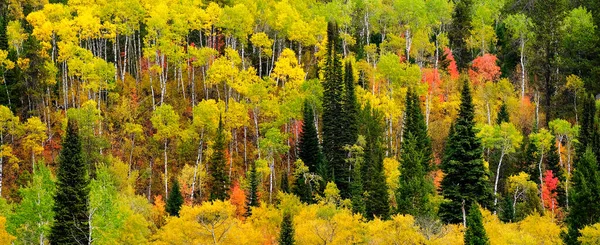 Foresta Betulla Pioppo Tremulo Pini Forestali Selvatici Montagne — Foto Stock