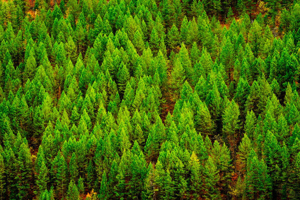 Green lush forest of pine trees in wilderness mountains