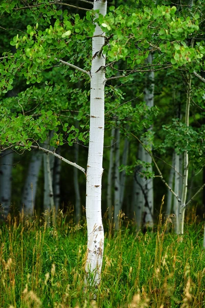 Aspen Stromy Bílými Kmeny Během Léta Svěží Zelené Lesní Divočiny — Stock fotografie