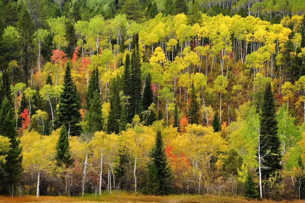 Forêt Trembles Bouleaux Pins Forêt Montagnes Sauvages Sauvages — Photo