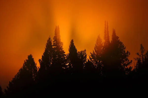 Sonnenlicht Goldenem Orange Morgennebel Und Nebel Der Wildnis Des Kiefernwaldes — Stockfoto