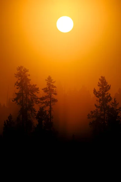 Sonnenlicht Goldenem Orange Morgennebel Und Nebel Der Wildnis Des Kiefernwaldes — Stockfoto