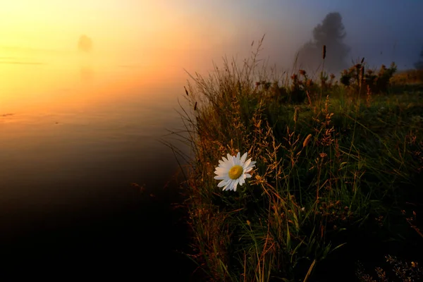 Nehir Kıyısında Sisli Sisli Yalnız Beyaz Papatya Gün Doğumu Altın — Stok fotoğraf