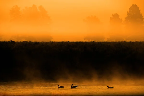 Varios Gansos Canadienses Nadando Río Montaña Con Niebla Niebla Pinos — Foto de Stock