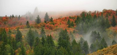 Sonbahar mevsimi akçaağaç ve çam ağaçları dağların eteklerinde sislerin kaybolmasıyla