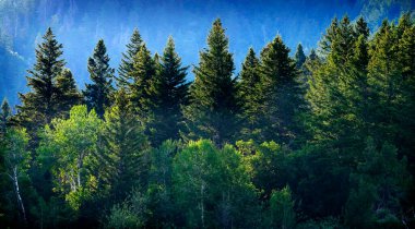 Çam ormanı vahşi dağlar çam ağaçları büyüme yeşil yeşillik tahıl alan tarım yeni