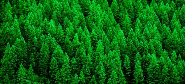 Detalle Exuberante Bosque Pinos Verdes Árboles Ladera Montaña Desierto Que — Foto de Stock