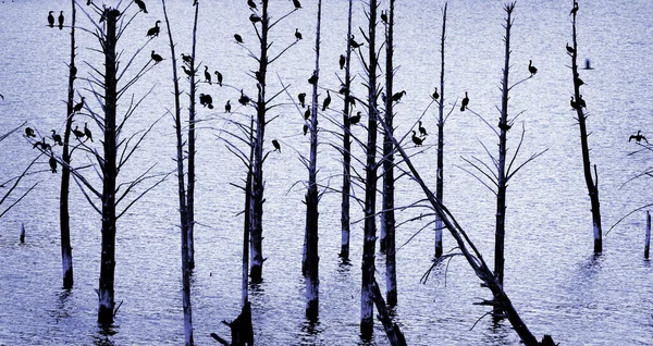 Many Birds Wood Ducks Perched Trees Silhouetted Lake Water — Stock Photo, Image