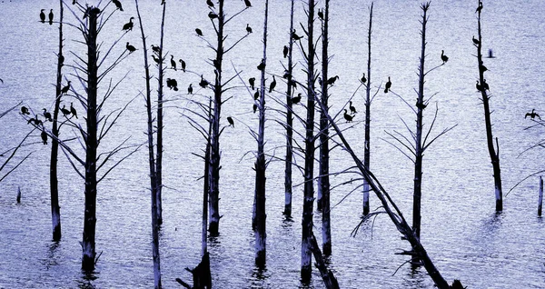 Nombreux Oiseaux Canards Bois Perchés Sur Des Arbres Silhouettés Près — Photo