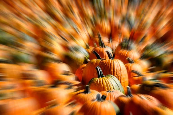 Roks Ripe Pumpkins Bright Sunlight Harvested Fall Orange Autumn Zoom — Stock Photo, Image