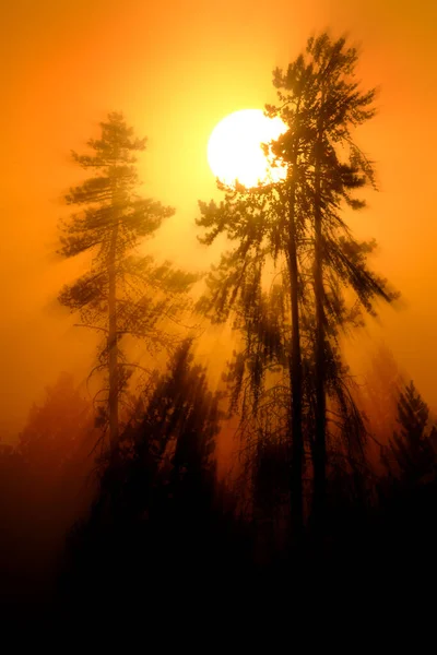 Zonlicht Glanzend Gouden Oranje Ochtend Mist Mist Dennenbos Wildernis — Stockfoto