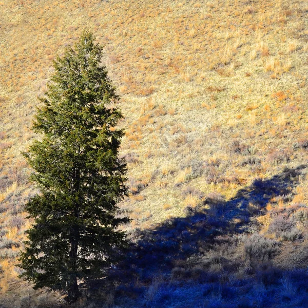 Albero di pino alla luce del sole — Foto Stock