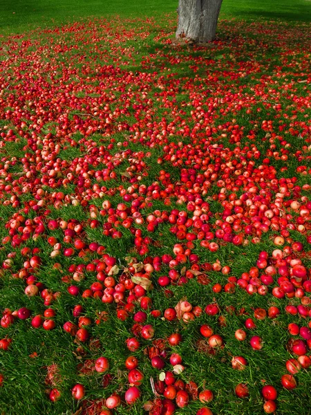 Яблоки на земле с деревом — стоковое фото