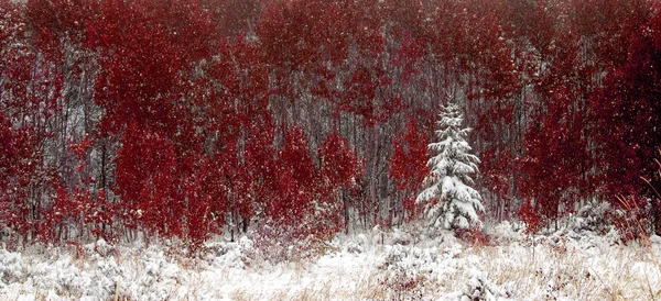 Pin d'hiver et feuilles d'automne rouges — Photo