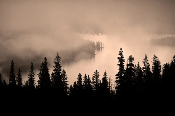 Nevoeiro e pinheiros isolados na encosta da montanha acidentada — Fotografia de Stock
