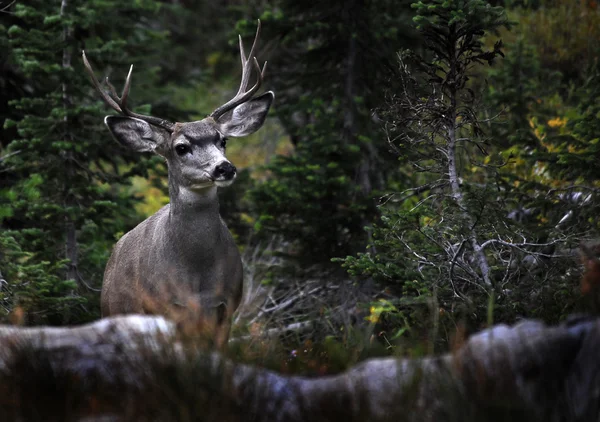 4 pkt jelenia w Górach Skalistych — Zdjęcie stockowe