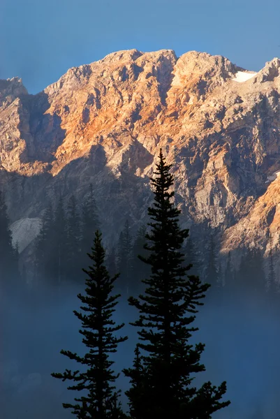 Nebbia e pino isolato sul fianco duro della montagna — Foto Stock